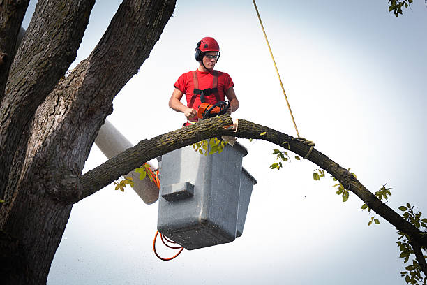 Emergency Storm Tree Removal in Blue Ridge, VA